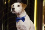 Jack Russell Terrier ‘Cheeky’ to Make Opera Debut at Croatian National Theatre