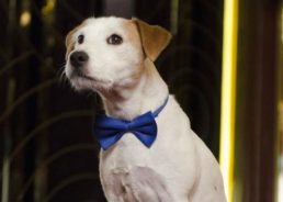 Jack Russell Terrier ‘Cheeky’ to Make Opera Debut at Croatian National Theatre