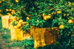 [VIDEO] Autumn Mandarin Orange Picking in Neretva Valley