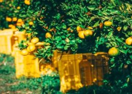 [VIDEO] Autumn Mandarin Orange Picking in Neretva Valley