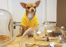 Dog Restaurant to Open in Zagreb