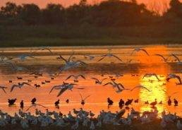 VIDEO: Lonjsko Polje Nature Park – Horses & Storks on the Pastures
