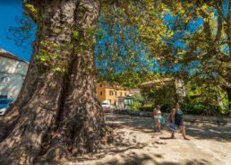 Iconic 500-Year-Old Dubrovnik Tree Nominated for European Tree of the Year