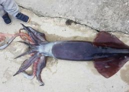 VIDEO: Huge Squid Caught off Dalmatian Coast