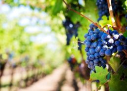 Five Indigenous Croatian Grape Varieties to be Planted in Japan