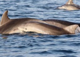 PHOTOS: Large Number of Dolphins Spotted in Northern Dalmatia