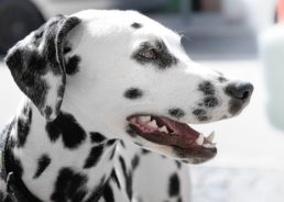 Pedestrian Crossing Dedicated to the Dalmatian Dog in Zadar?