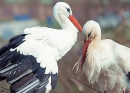 Malena & Klepetan’s Love Story Becomes a Theatre Play  