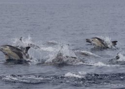PHOTOS: Common Dolphins Back in the Adriatic