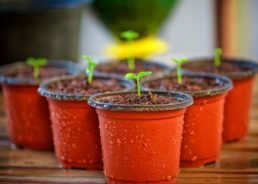 Zagreb’s Cinema Europa Becomes a Plant Hotel