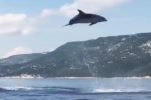 VIDEO: Dolphins put on Stunning Show off the Croatian Coast