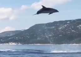 VIDEO: Dolphins put on Stunning Show off the Croatian Coast