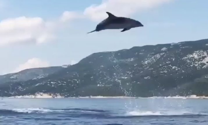 VIDEO: Dolphins put on Stunning Show off the Croatian Coast