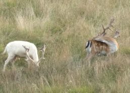 VIDEO: Family Spots Rare White Deer in Croatia