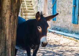 Istrian Donkey: Friend, helper & trademark of Istria