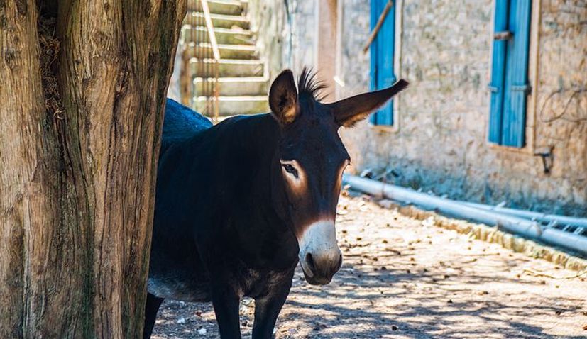 Istrian Donkey: Friend, helper & trademark of Istria