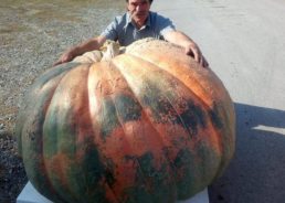 Biggest pumpkin in Croatia: 420 kg monster wins contest