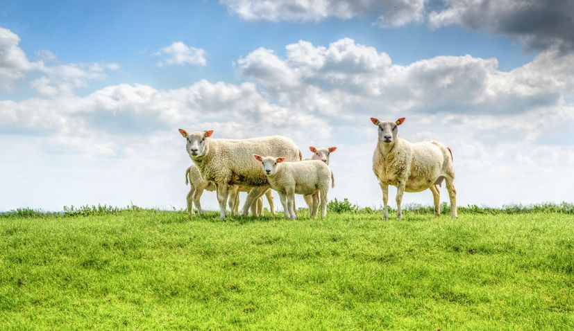 Lamb from Lika gets EU geographical protection status 