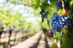 Croatians in Medjimurje will be able to tend to their vineyards in Hungary