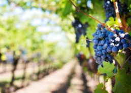 62.4% of Croatian winemakers operated at a profit in 2019