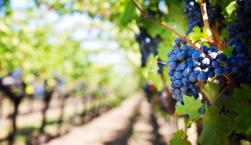 62.4% of Croatian winemakers operated at a profit in 2019