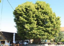History-witnessing Croatian tree finalist for European Tree of the Year title