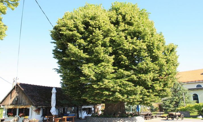 History-witnessing Croatian tree finalist for European Tree of the Year title