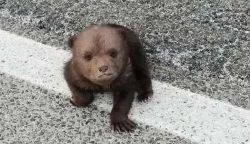 VIDEO: Matija the adorable baby bear doing well after being rescued from side of the road