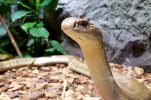 PHOTO: First king cobra in Zagreb Zoo history arrives