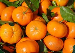 Darijo Srna donates 15 tonnes of mandarins to Croatian hospitals, HNS gives HRK 200,000 to Varazdin hospital