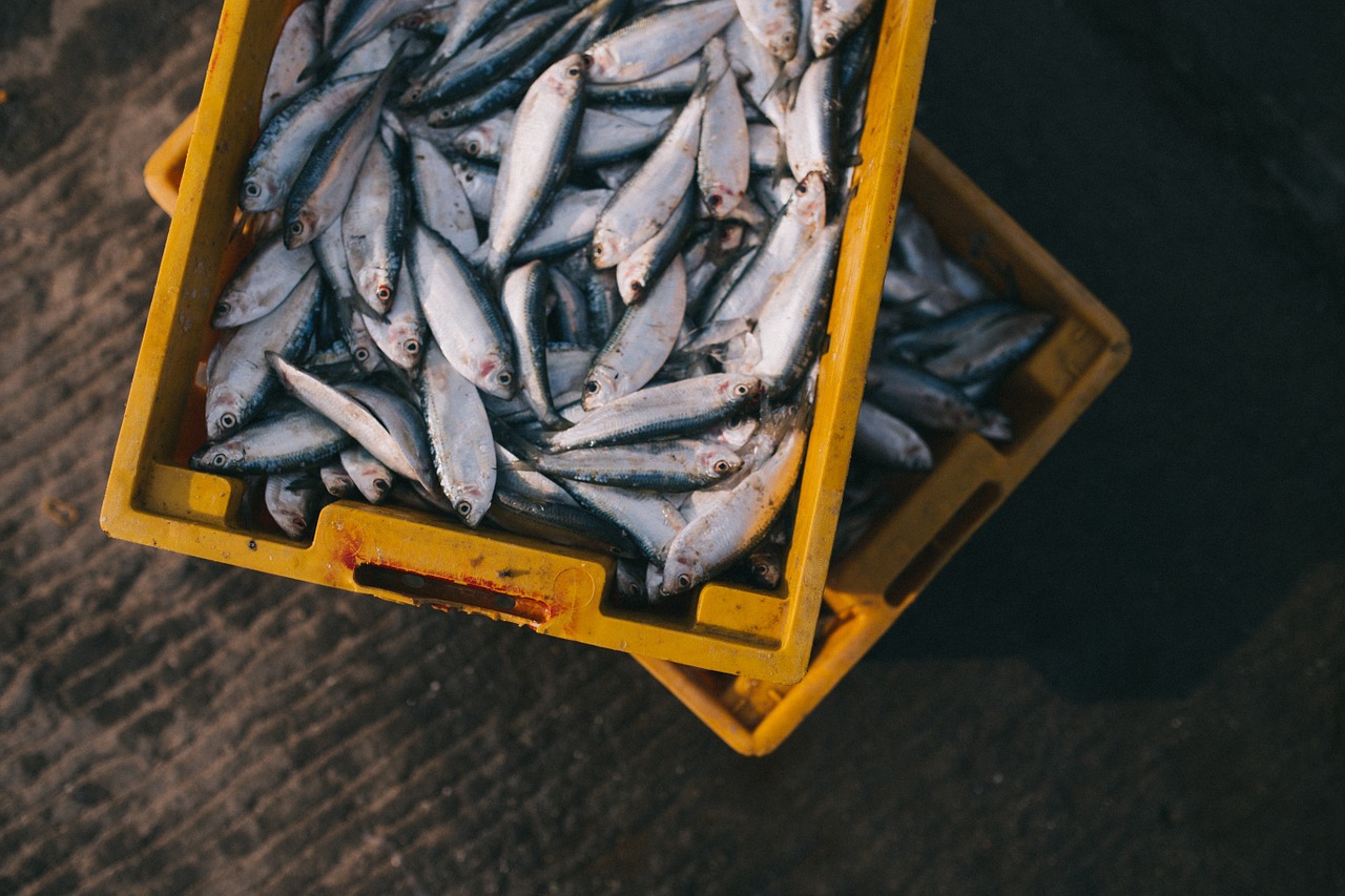 croatia fish exports rise