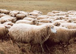 Croatia given official status as a ovine rinderpest free nation 