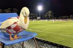 Cro Patak – Melbourne Knights’ mascot steals the show 