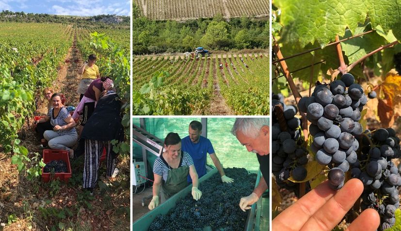 The Croatian Wine Journey: Harvesting memories and new learnings