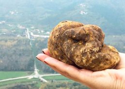 Sotheby’s organising Istrian white truffles auction in London for first time