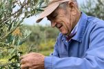 At 96, meet maybe the oldest olive oil producer in Croatia