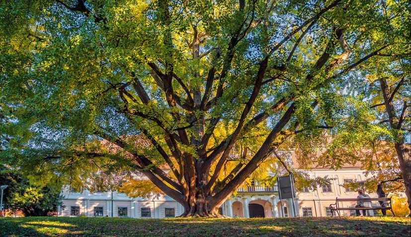 242-year-old Ginkgo crowned Croatia’s tree of the year