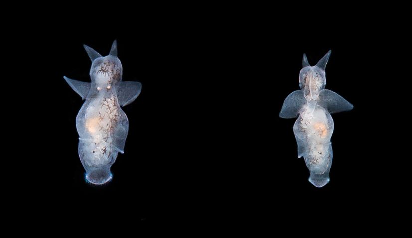 PHOTOS: Sea angels spotted in Croatia’s Adriatic Sea for first time