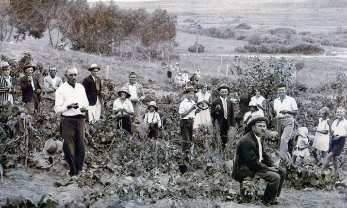 Pioneer Croatian settlers in New Zealand: Srhoj family story