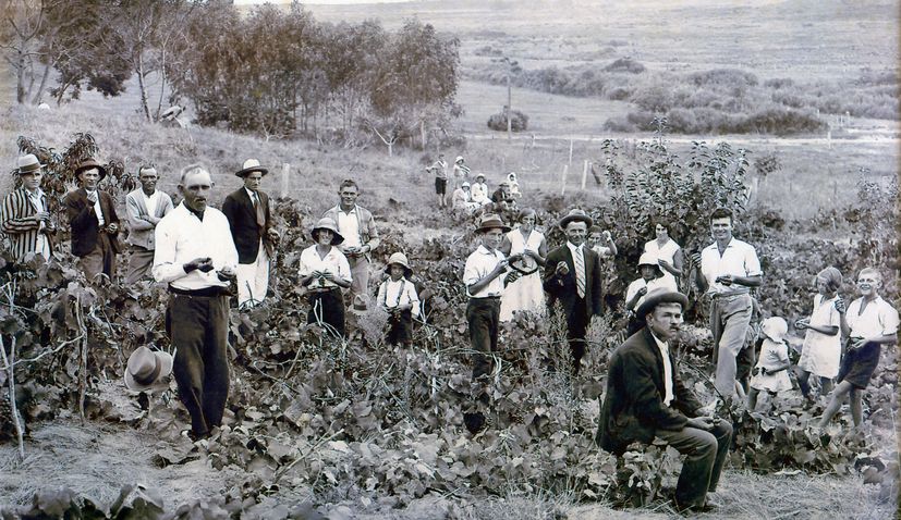 Pioneer Croatian settlers in New Zealand: Srhoj family story