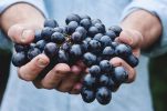 Croatia’s wine exports reach over €16 million