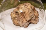 First Istrian white truffles auction in London raises £18,500 for charity