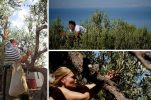 World olive harvesting championship in Postira wins creative tourism award in Spain