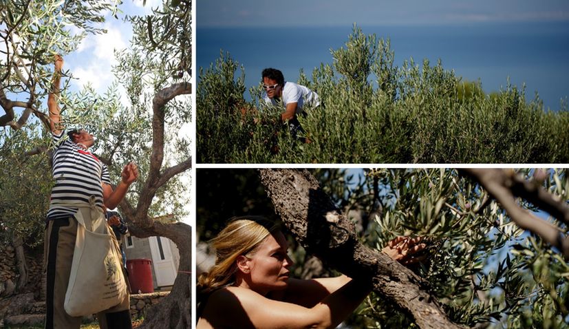 World olive harvesting championship in Postira wins creative tourism award in Spain