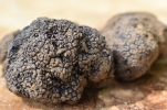 Međimurje becomes northernmost truffle location in Croatia after 3 types discovered