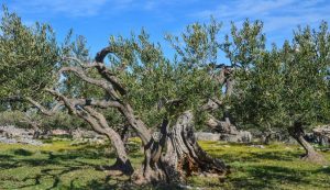 Olive oil from island of Brač becomes 33rd Croatian food product protected at European level