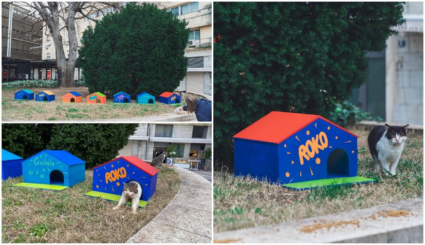 Split’s favourite cats get houses thanks to theatre workers