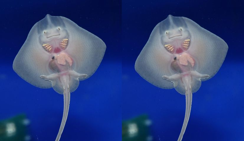 VIDEO: Srećko the smiling baby ray a star attraction in Croatia