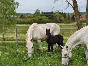 Lipizzan horse breeding inscribed on UNESCO cultural heritage list