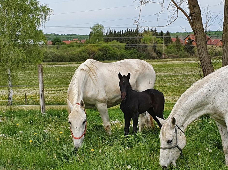 Lipizzan horse breeding inscribed on UNESCO cultural heritage list